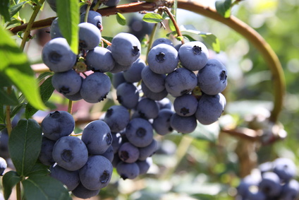6 Vertus nutritionnelles des bleuets
