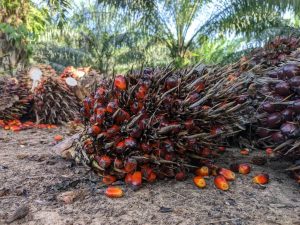 L’huile de palme Impacts sur l’environnement