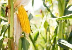 Détecter les OGM sans test ADN